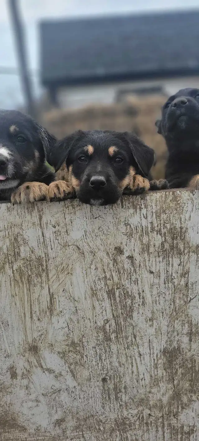 puppies for sale - Photo 2