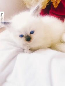 BEAUTIFUL BICOLOR RAGDOLLS!!