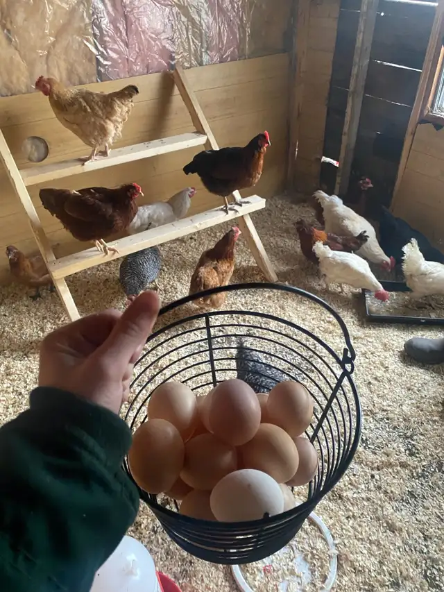 Farm Eggs