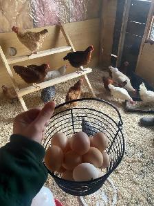 Farm Eggs