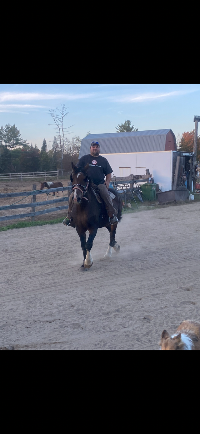 Gelding French Canadian Percheron
