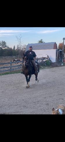Gelding French Canadian Percheron