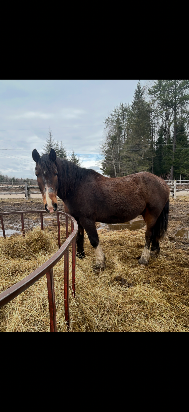 Gelding French Canadian Percheron - Photo 3