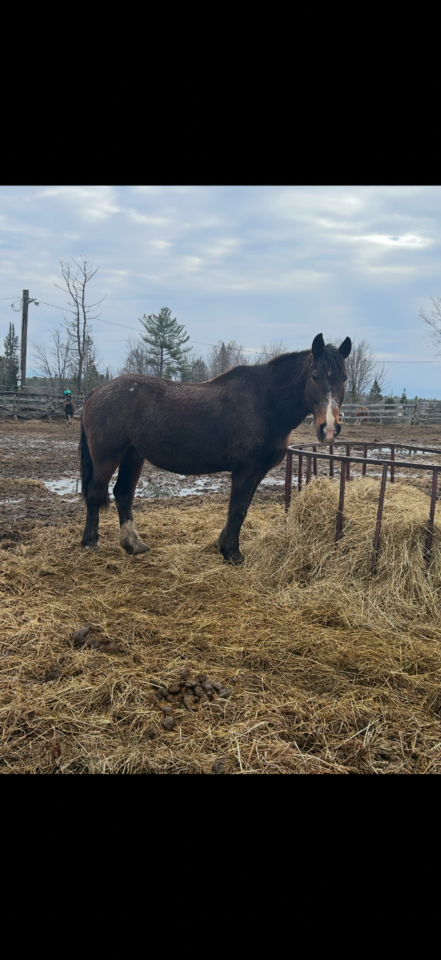 Gelding French Canadian Percheron - Photo 4