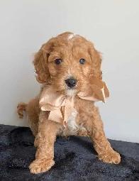COCKAPOO PUPPIES