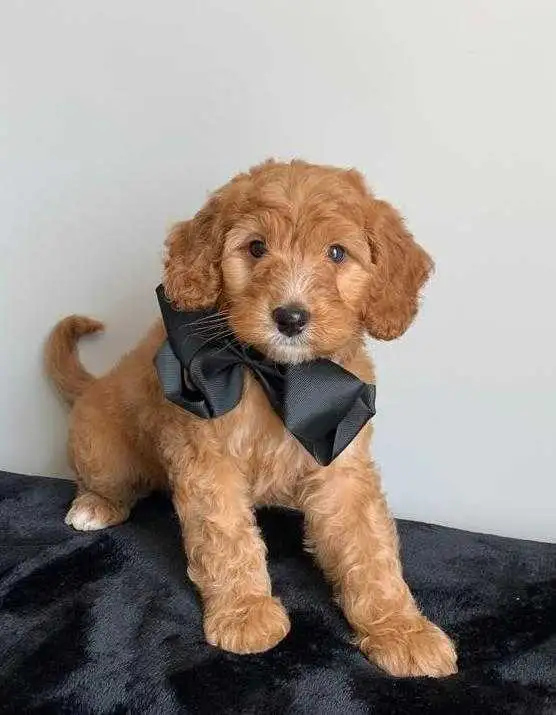 COCKAPOO PUPPIES - Photo 2