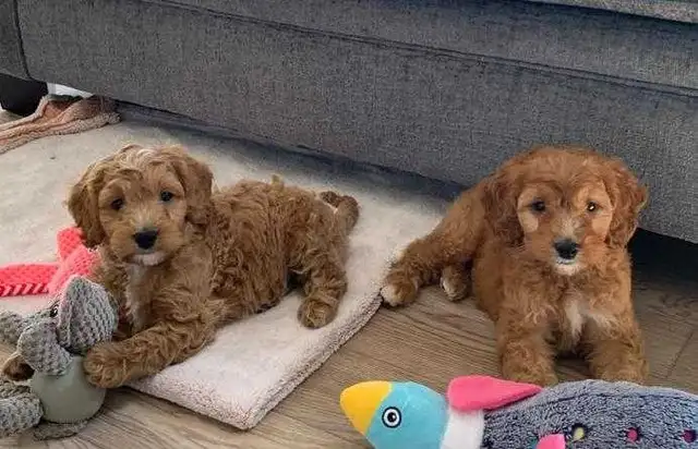 COCKAPOO PUPPIES - Photo 3