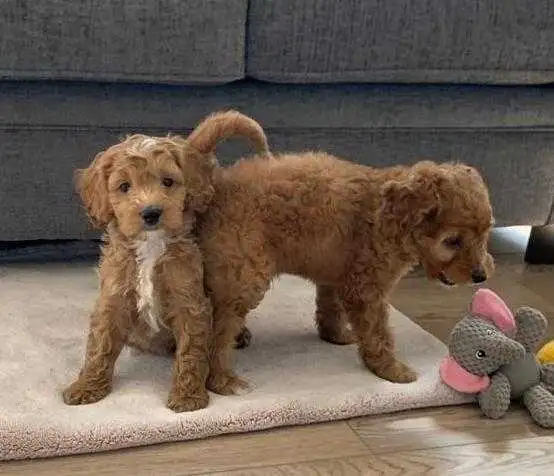 COCKAPOO PUPPIES - Photo 4