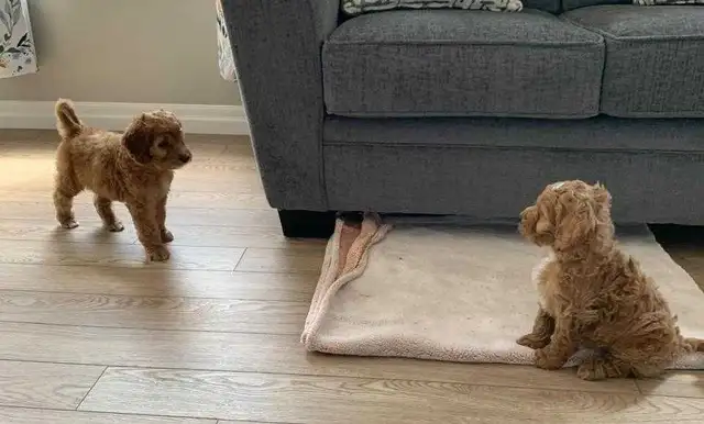 COCKAPOO PUPPIES - Photo 5