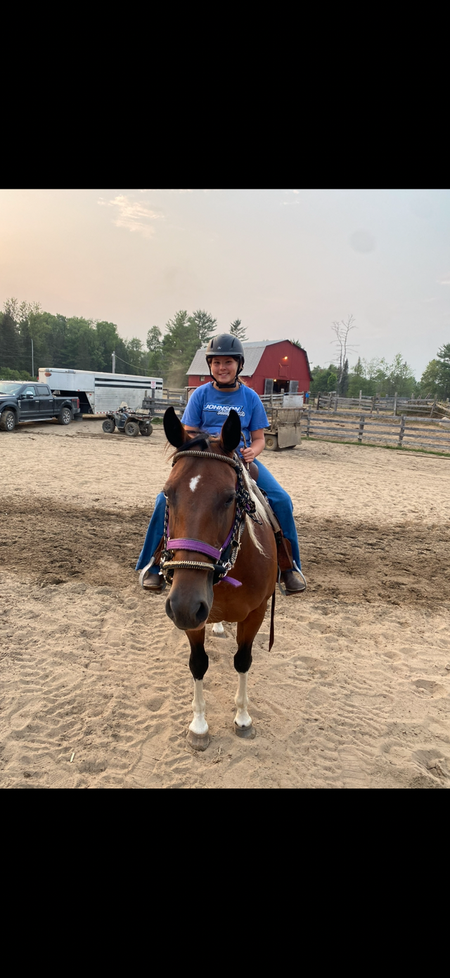 Paint mare 14 years old