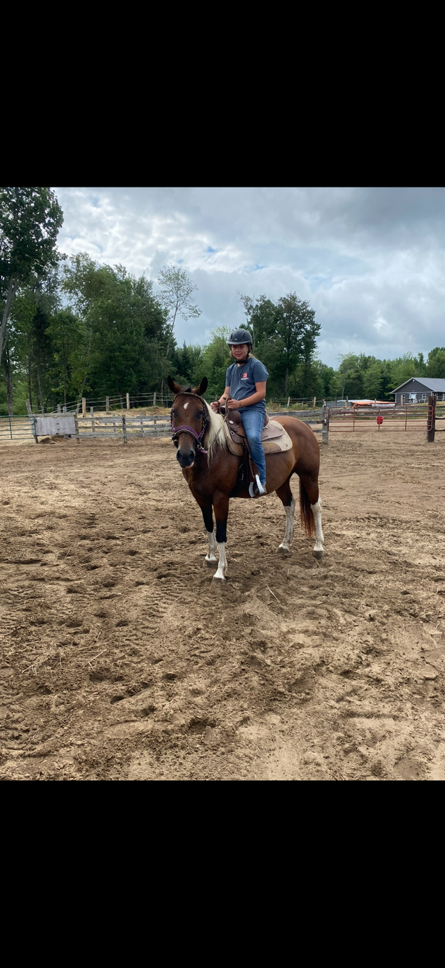 Paint mare 14 years old - Photo 2