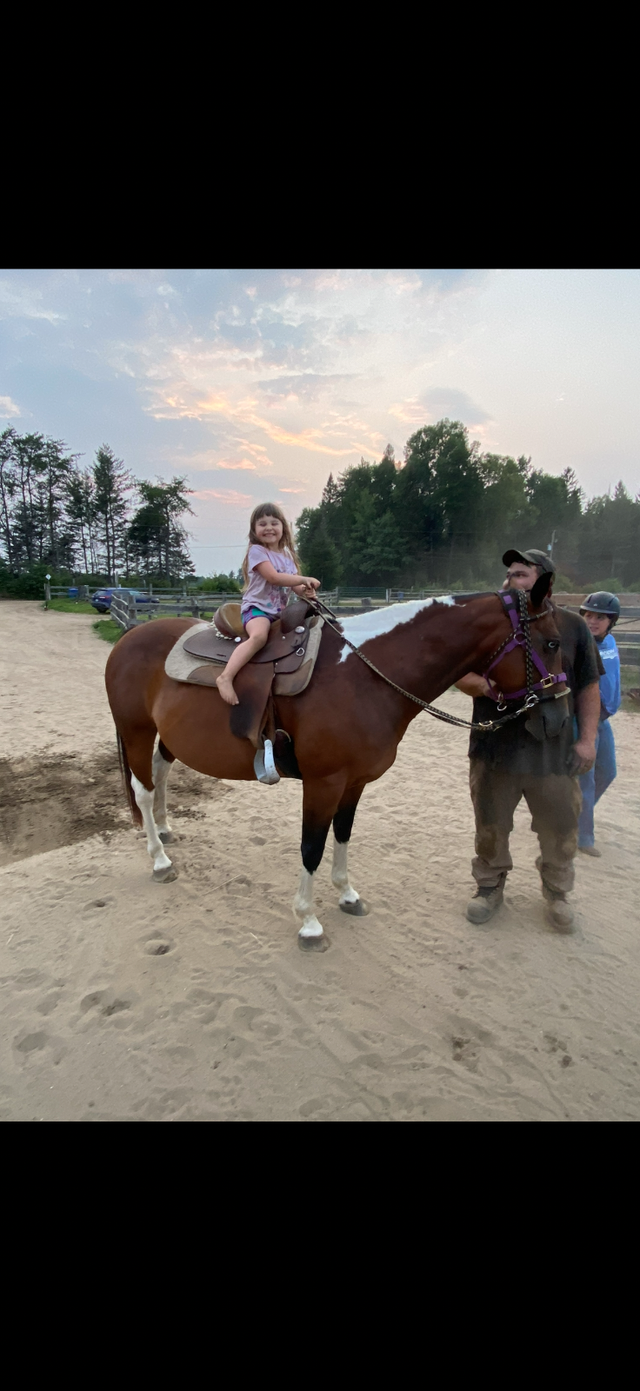 Paint mare 14 years old - Photo 3