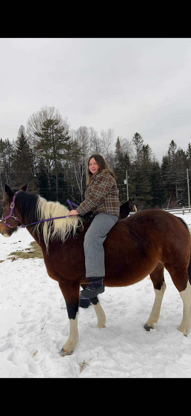 Paint mare 14 years old - Photo 4