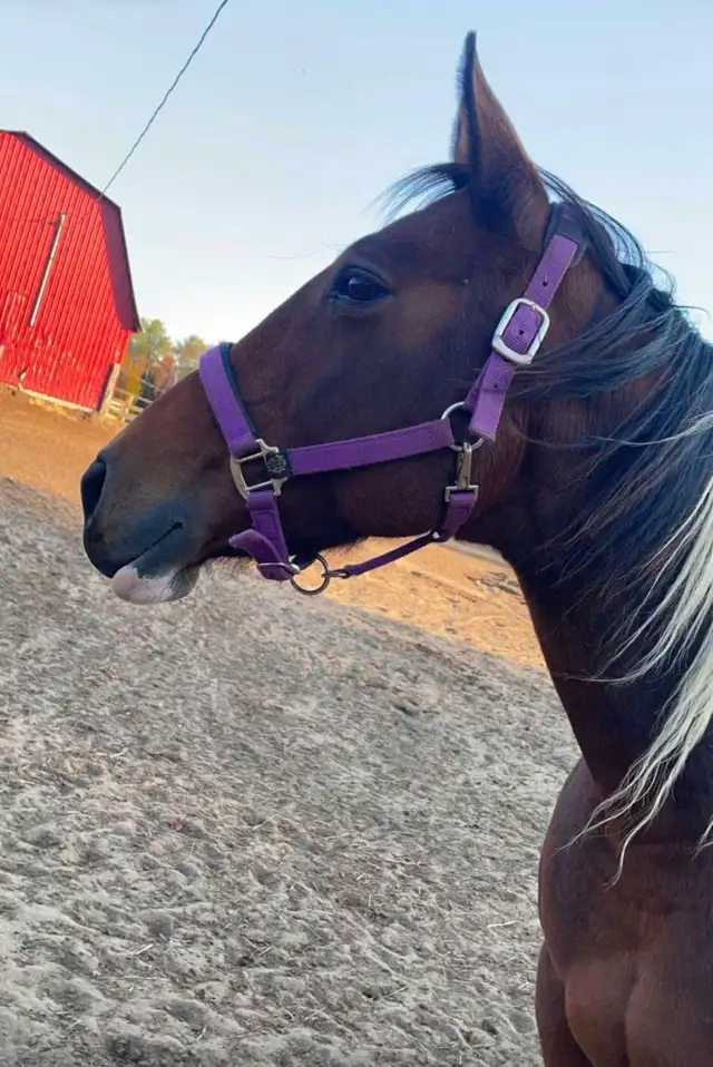 Paint mare 14 years old - Photo 5