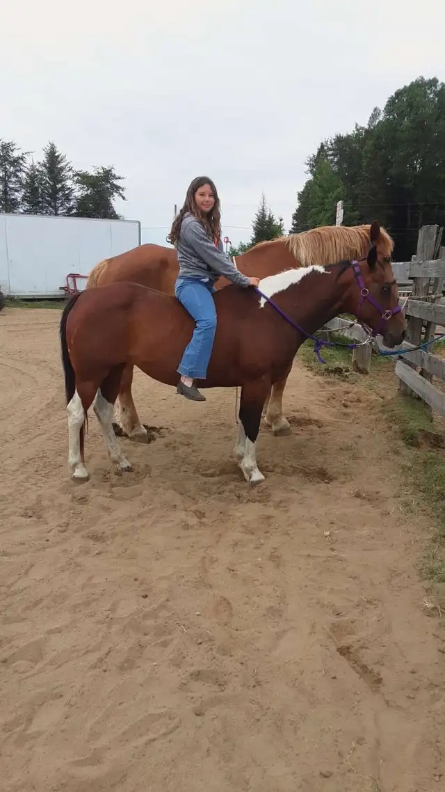 Paint mare 14 years old - Photo 6