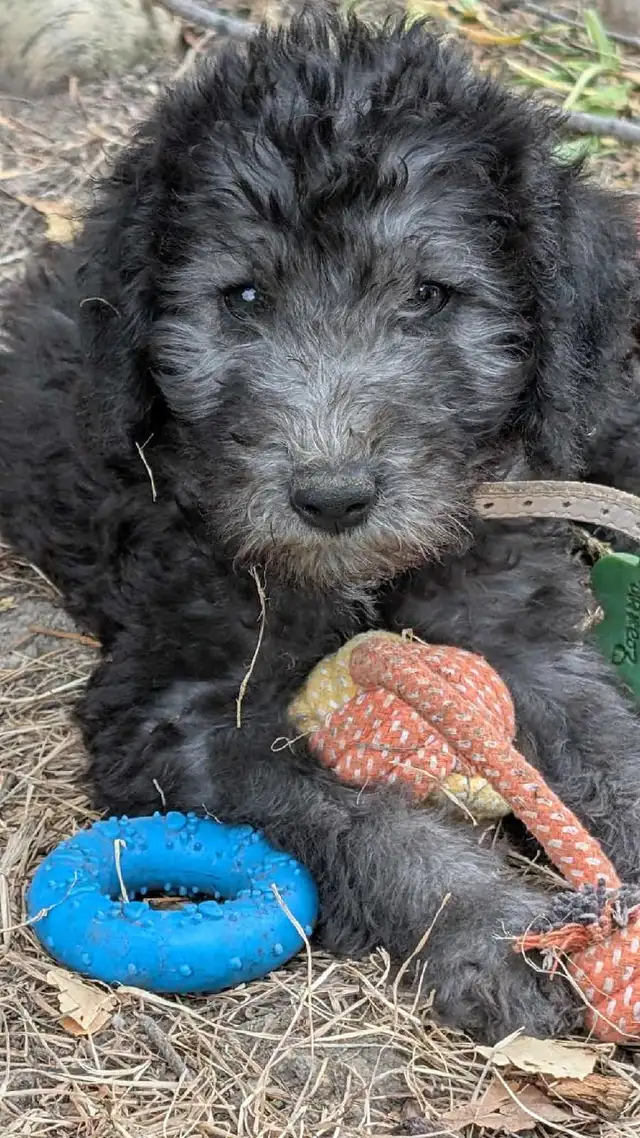 Bedlington Terrier - Photo 2