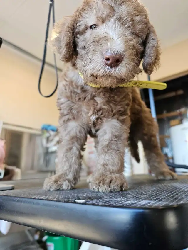 Bedlington Terrier - Photo 3