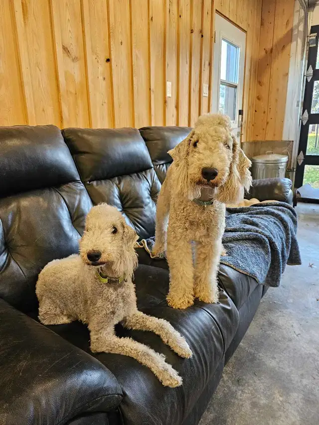 Bedlington Terrier - Photo 4
