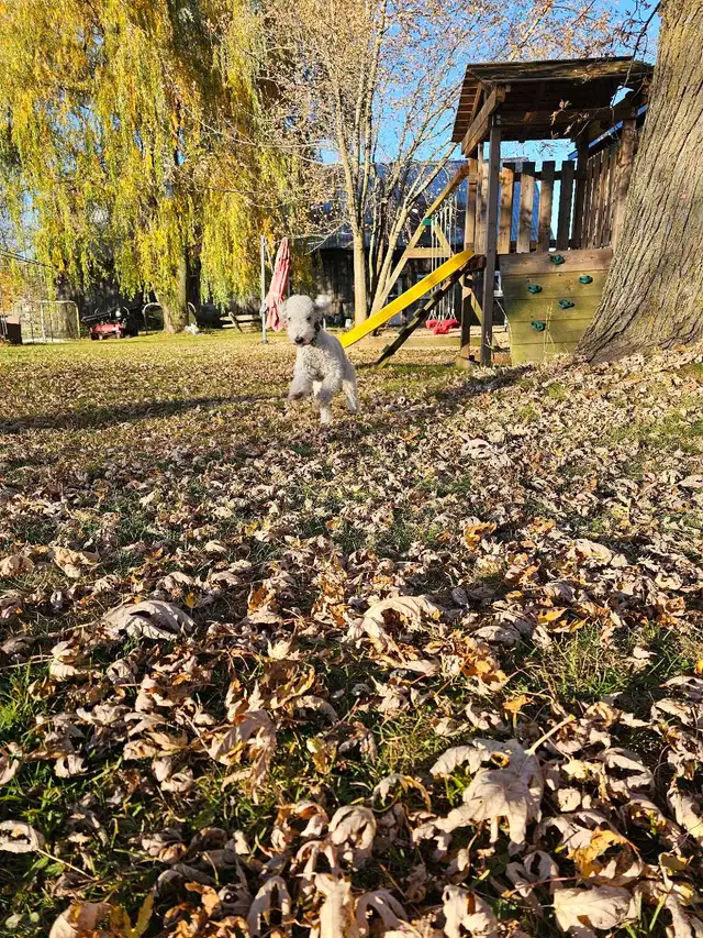 Bedlington Terrier - Photo 5