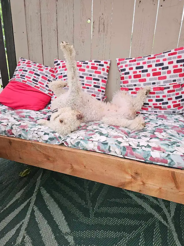 Bedlington Terrier - Photo 6