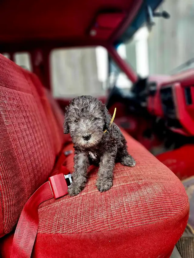 Bedlington Terrier - Photo 7