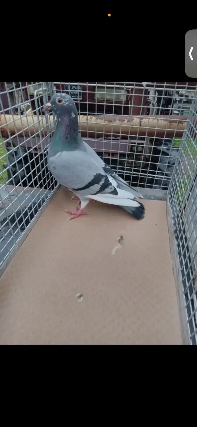 janarden pair - Photo 2