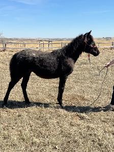 yearling appy filly
