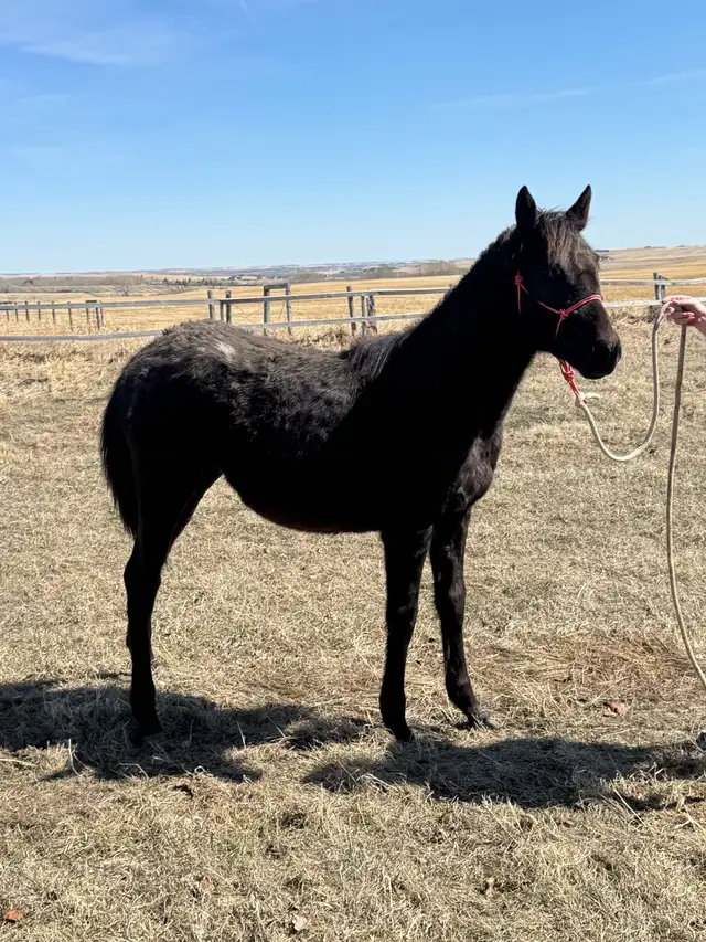 yearling appy filly - Photo 2