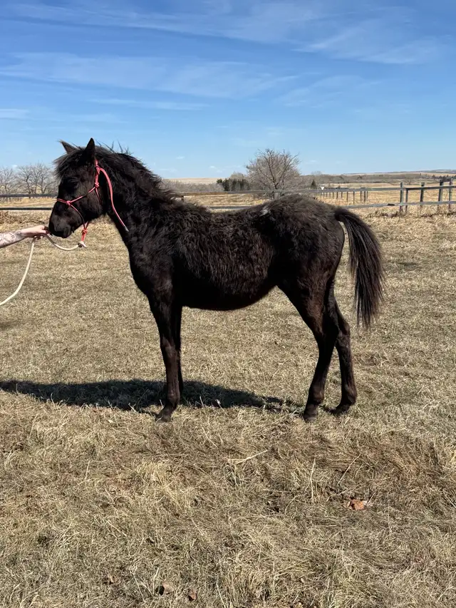yearling appy filly - Photo 3