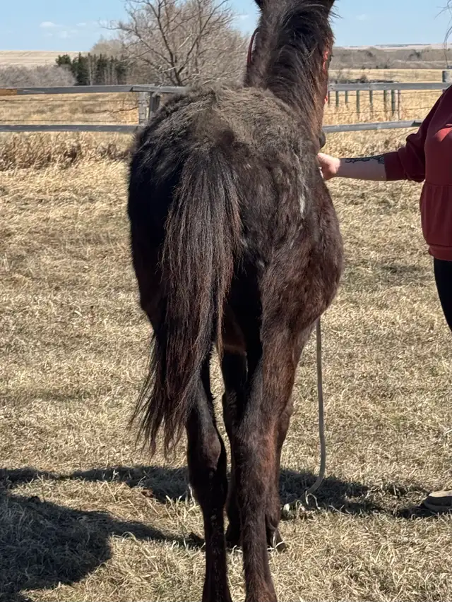 yearling appy filly - Photo 4