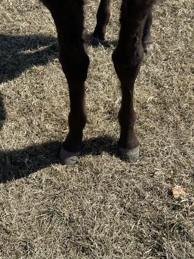 yearling appy filly - Photo 5