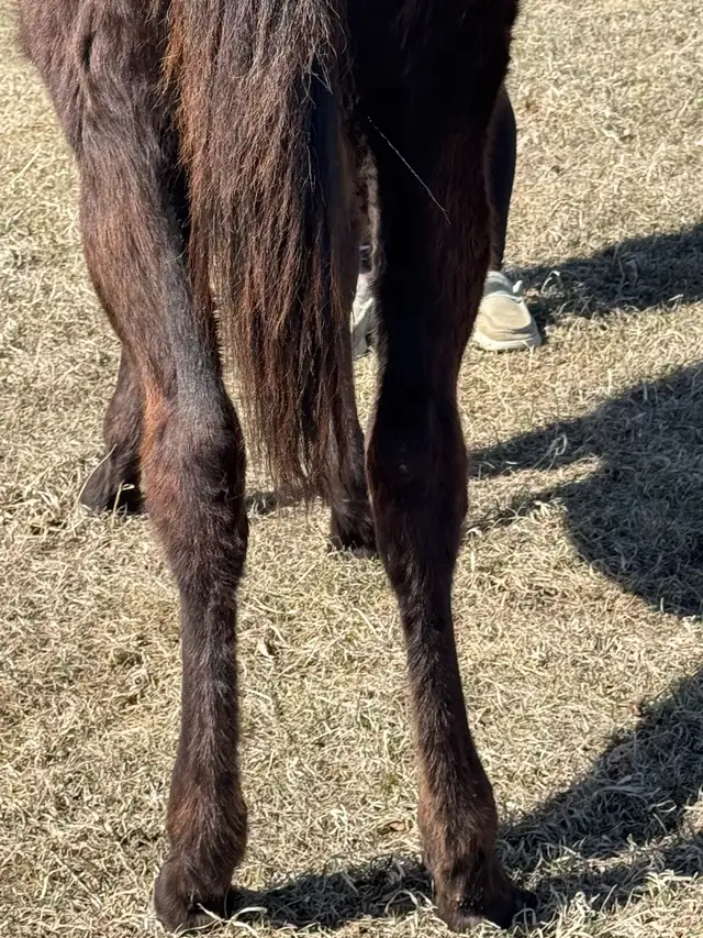 yearling appy filly - Photo 6