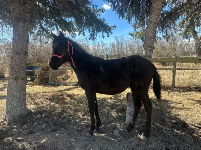yearling appy filly - Photo 7