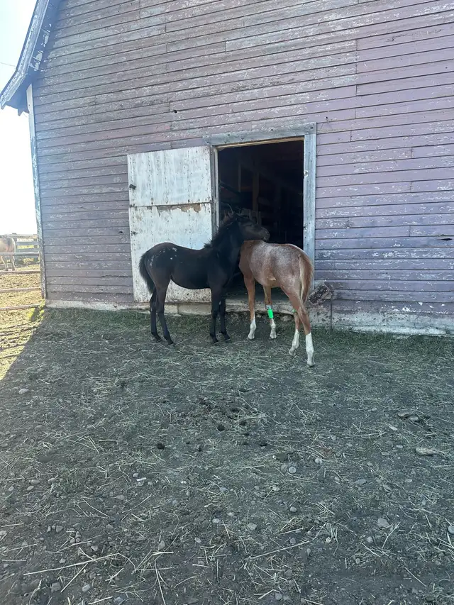 yearling appy filly - Photo 8
