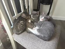 kittens ready for new home!