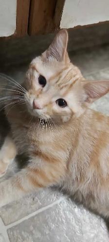 2 loving cats looking for good homes (5 months old)