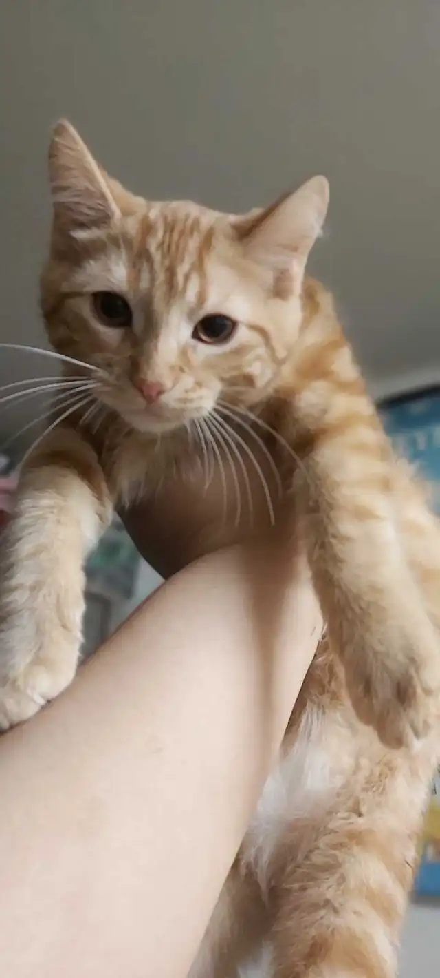 2 loving cats looking for good homes (5 months old) - Photo 2