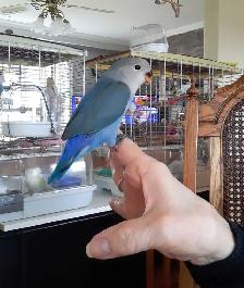 beau bébé inséparable nourrit à la main âgé de 2 mois