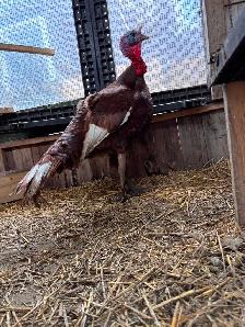 Red bourbon  trio turkeys