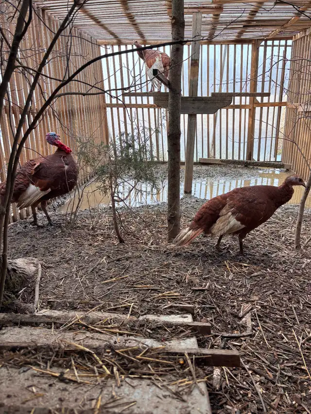 Red bourbon  trio turkeys - Photo 2