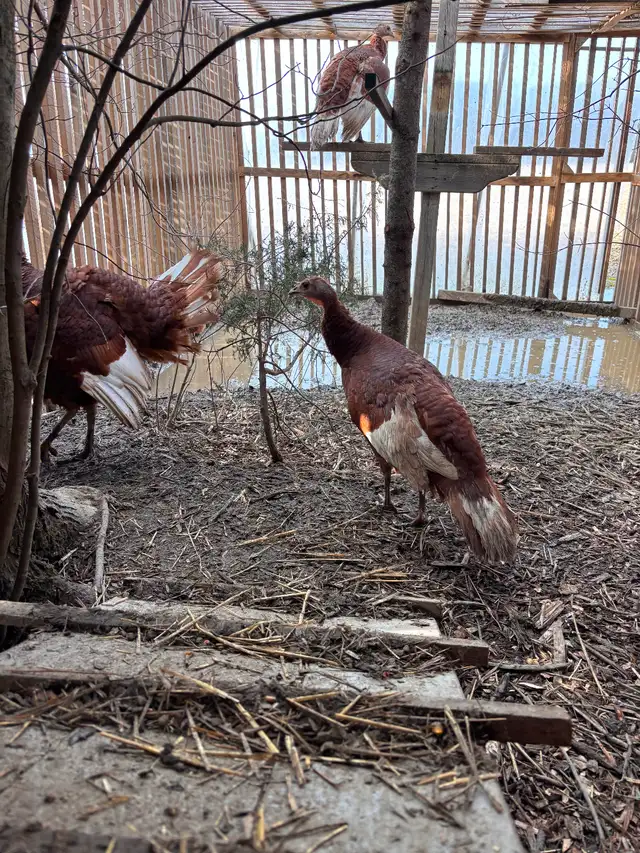 Red bourbon  trio turkeys - Photo 3