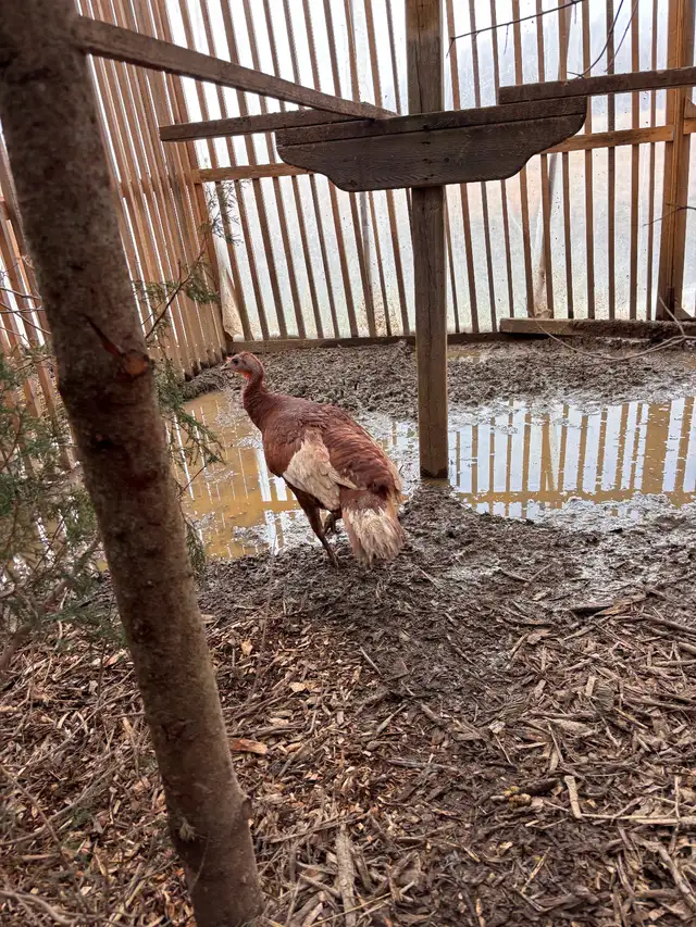 Red bourbon  trio turkeys - Photo 4