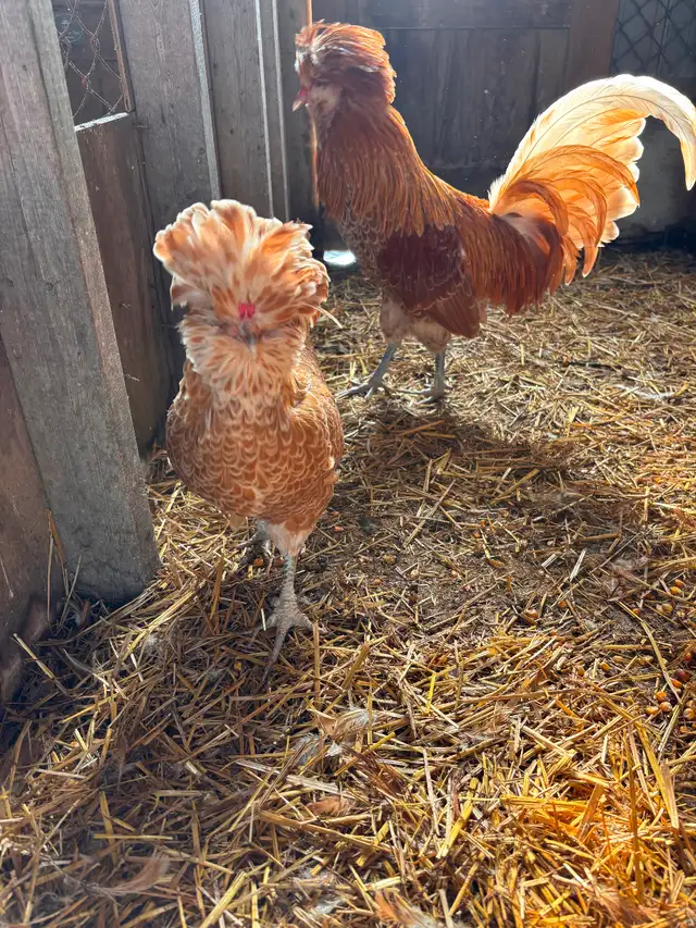 Pair of buff laced polish chickens