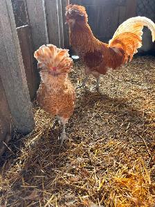 Pair of buff laced polish chickens