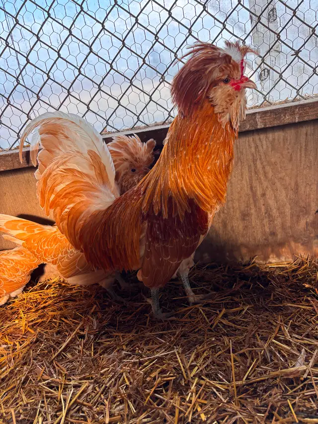 Pair of buff laced polish chickens - Photo 2