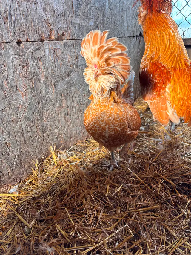 Pair of buff laced polish chickens - Photo 3