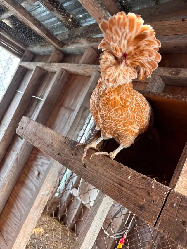 Pair of buff laced polish chickens - Photo 4