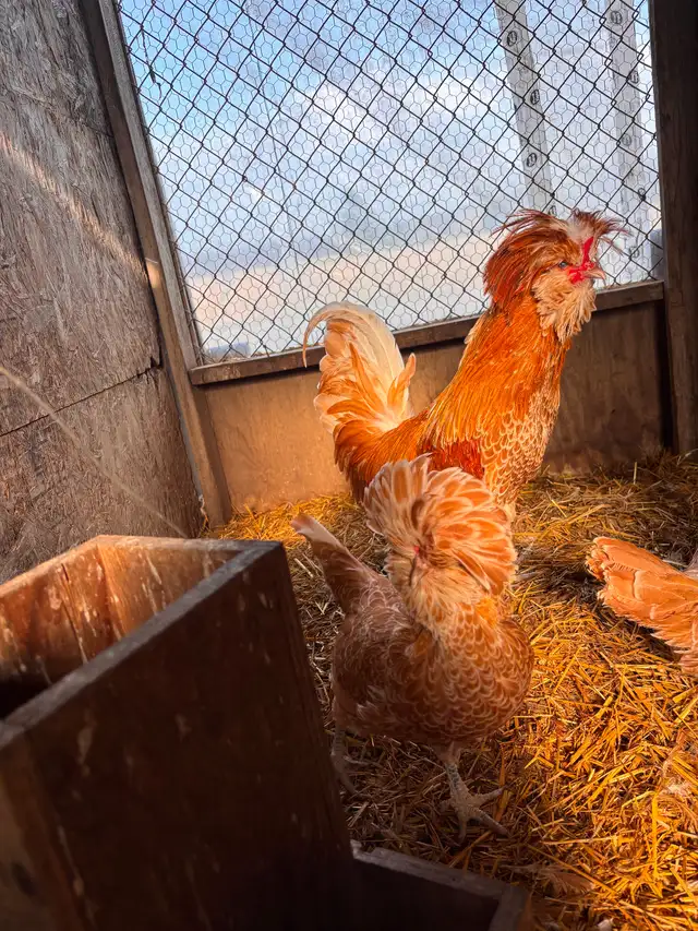 Pair of buff laced polish chickens - Photo 5