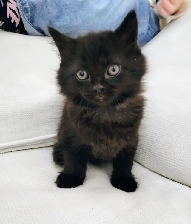 Chaton Sibérien hypoallergénique