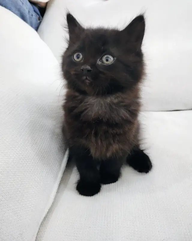 Chaton Sibérien hypoallergénique - Photo 2